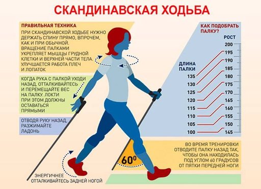 Палки для скандинавской ходьбы: как выбрать размер, таблица